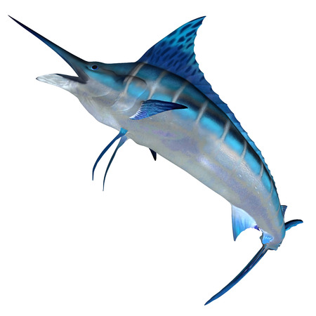 Blue Marlin Front Profile - The Blue Marlin is a predator and a favorite game fish of deep sea anglers.の写真素材