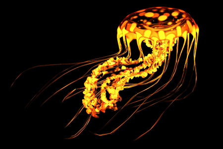 Yellow Red Jellyfish - A brightly colored jellyfish swims in deep ocean waters with bioluminescence.の写真素材