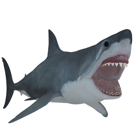 Great White Open Jaws - The Great White Shark is the largest predatory fish in the sea and can grow to 26 feet and live to 70 years.の写真素材