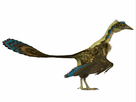 Archaeopteryx Side Profile - Archaeopteryx is the most primitive known bird and lived in the Jurassic Age of Germany.の写真素材