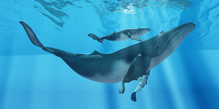 Caring Mother Humpback - A attentive Humpback whale mother makes sure her calf stays close to her near the ocean surface.の写真素材