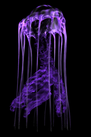 Purple Jellyfish - The jellyfish is a predator of the seas which stings its prey with poisonous tentacles.の写真素材