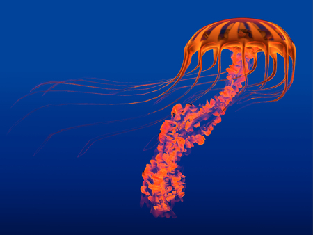 Orange Glowing Jellyfish - The Jellyfish is a transparent gelatinous predator that uses its stinging...