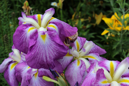 Purple Iris Flower - Iris is a genus of 260 - 300 species of flowering plants with showy flowers. It...