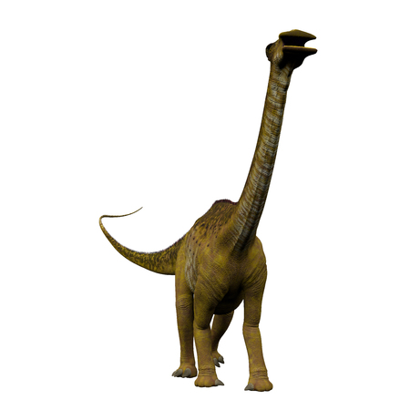 Nigersaurus on White - Nigersaurus was a sauropod herbivorous dinosaur that lived in the Republic of Niger, Africa during the Cretaceous Period.の写真素材
