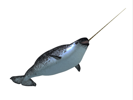 Narwhal Male Whale - Narwhal whales live in social groups called pods and live in the Arctic ocean and males have a tusk.の写真素材