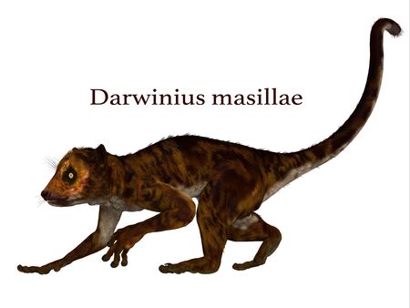 Darwinius Primate with Font - Darwinius is lemur-like early primate that lived in the Eocene Period...
