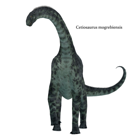 Cetiosaurus was a herbivorous sauropod dinosaur that lived in Morocco, Africa in the Jurassic Period.の写真素材