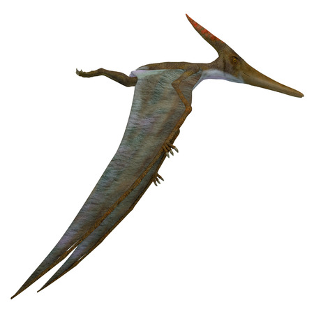 Pteranodon Reptile Side Profile - Pteranodon was a flying carnivorous reptile that lived in North America in the Cretaceous Period.の写真素材