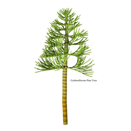 Carboniferous Pine Tree with Font - The earliest conifers date to the Carboniferous Period possibly arising from the Cordaites, a genus of seed-bearing Gondwanan plants with cone-like fertile structures.の写真素材