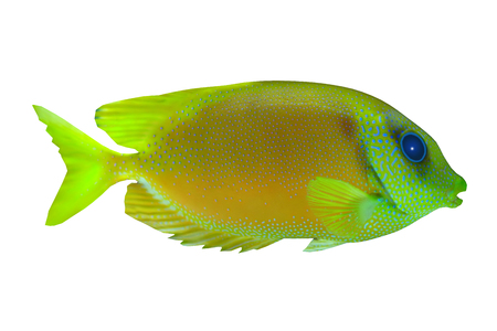 Lemonpeel Angelfish - The Lemonpeel Angelfish is a saltwater species reef fish in tropical regions...
