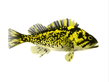 Black and Yellow Rockfish - Rockfish spend most of the time among rocky crevices and boulders in the Pacific ocean and eat crustaceans.の写真素材
