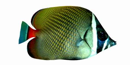 Redtail Butterflyfish - The Redtail Butterflyfish is a saltwater species reef fish in tropical regions of Indo-Pacific oceans.の写真素材