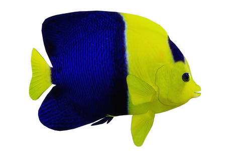 Bicolor Angelfish - The Bicolor Angelfish is a saltwater species reef fish in tropical regions of major oceans.の写真素材