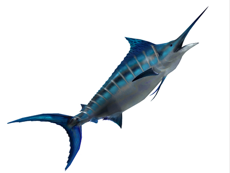 Predator Marlin Fish - The Blue Marlin is a favorite fish of sport fishermen and one of the predators of the Atlantic and Pacific oceans.の写真素材