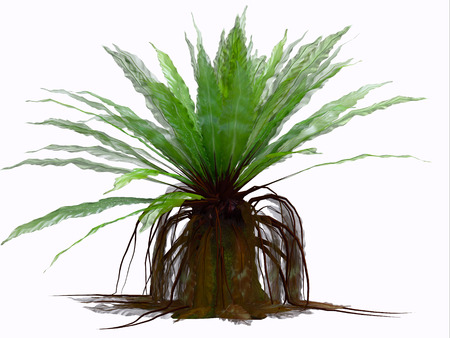 Asplenium austral Fern - This plant species is an epiphytic fern living in tropical rainforests of eastern Australia.の写真素材