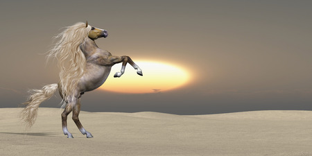 The sun sets on a golden Palomino wild stallion showing his power and vitality in a desert landscape.の写真素材