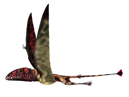 Dimorphodon Reptile Side Profile - Dimorphodon was a carnivorous Pterosaur reptile that lived in England during the Jurassic Period.の写真素材