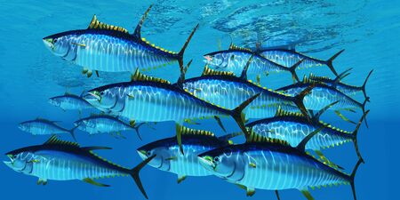School of Yellowfin Tuna - Yellowfin tuna fish swim in large groups looking for their prey such as large schools of ocean herring fish.の写真素材