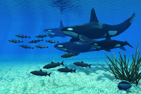 Orca Family - An Orca whale group of three males and one female hunt a school of Atlantic salmon in...
