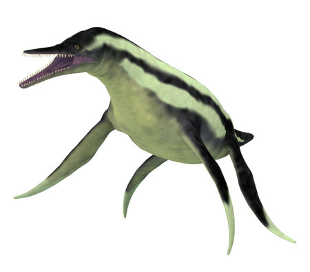 <p>Dolichorhynchops Marine Predator - Dolichorhynchops was a carnivorous marine reptile that lived in the oceans of North America in the Cretaceous Period.</p>の写真素材