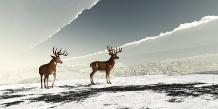 Two Whitetail Bucks - The herbivorous White-tailed deer lives in North and South America and is an abundant species.の写真素材