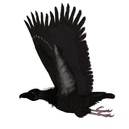 Teratorn Prehistoric Bird - The Teratorn bird of prey of North America lived during the  Late...