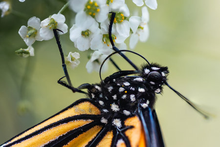 Close-up of a monarch butterfly (Danaus plexippus)の写真素材
