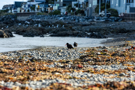 Black Oystercatcher (Haematopus ostralegus) at low tide on the beach.の写真素材