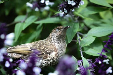 Little Wattlebird feeding in the flowersの写真素材