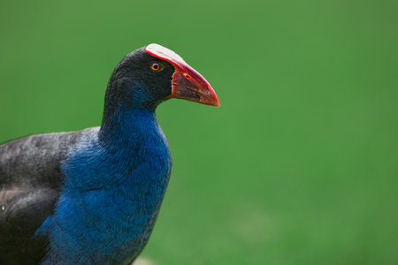Portrait of a Pukeko in the Parkの写真素材