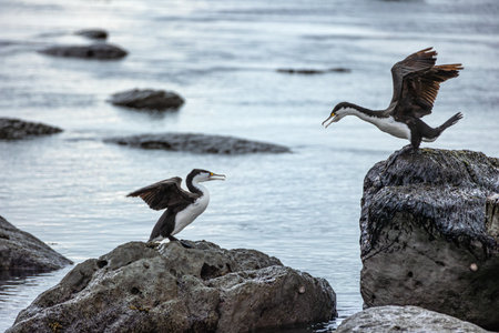 territorial shags on the rocky shoreline, their wings outstretched as they defend their territory on the rugged coast of Kaikoura, New Zealandの写真素材
