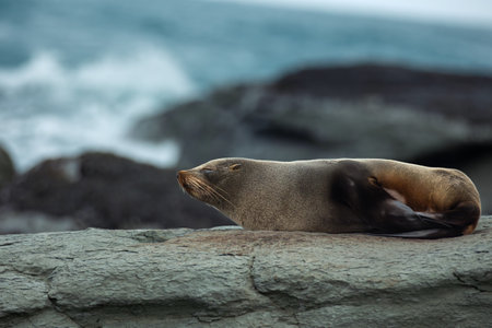 The seals commonly found in KaikÅura are New Zealand fur seals, known locally as "kekeno." They are native to New Zealand and parts of Australia.の写真素材