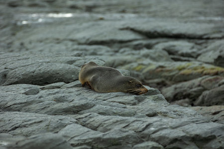 The seals commonly found in KaikÅura are New Zealand fur seals, known locally as "kekeno." They are native to New Zealand and parts of Australia.の写真素材