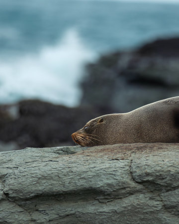 The seals commonly found in KaikÅura are New Zealand fur seals, known locally as "kekeno."  They are often found sleeping and resting on the rugged coastline where they nap in the sun.の写真素材