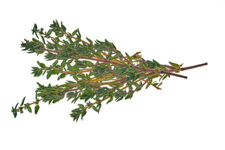 Small sprig of green thyme on isolated background