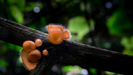 Champagne mushroom in Thai forrest with green backgroundの写真素材