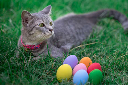 The cat plays with the colorful easter eggs with green grass background in front yardの写真素材