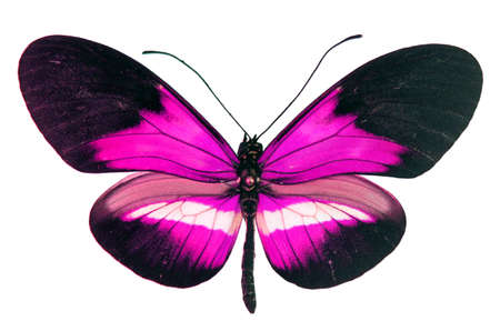 Butterfly isolated on white. Unusual fantastic violet purple buttefly Heliconius macro. Insects.の写真素材