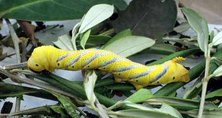 Acherontia atropos dead head moth larvae caterpilar. Beautiful yellow-green caterpillar on olive...