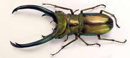 Beetle isolated on white. Giant stag beetle Cyclommatus elaphus male from Indonesia. Large beetle....