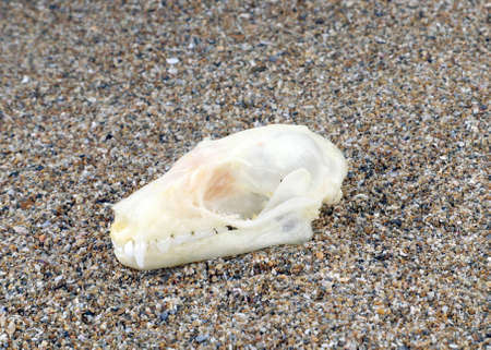 Skull of a large tropical bat Rousettus leschenaulti on the sand. Taxidermy scull, zoology, horrorの写真素材