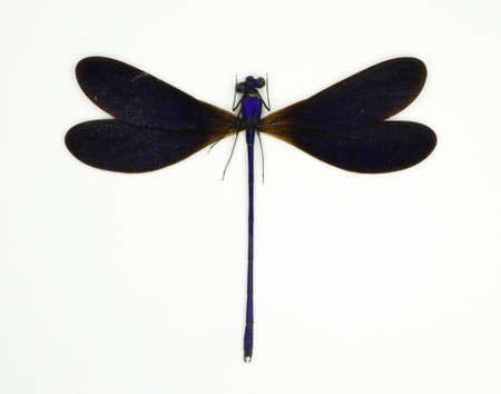 Dragonfly isolated on white. Black blue dragonfly Vestalis luctuosa macro. Odonata, entomology,...