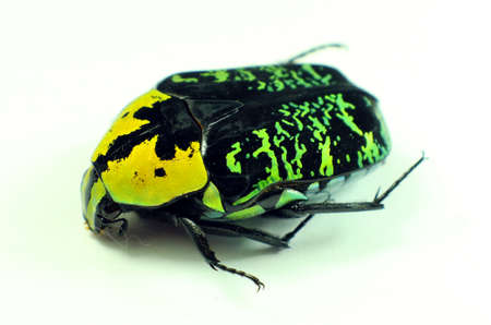 Beetle isolated. Lovely multicolored flower beetle Euchroea coelestis from Madagascar.Cetoniinae. Cetoniidae. Coleoptera. Animals of tropical forest.の写真素材