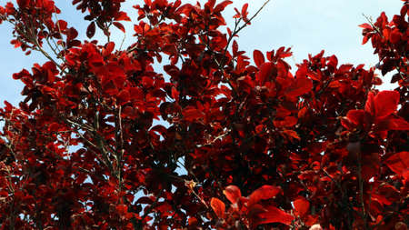 Red leaves, blu sky. Prunus cerasifera. Fresh young leaves, beautiful color. Spain. Spring.の写真素材