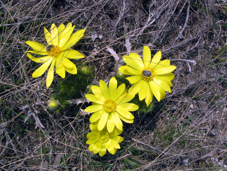 Steppe, a lot of dry grass and bright yellow flowers in the center. Early spring steppe flowers Adonis vernalis close up. Rare plants of the chalk slopes.の写真素材