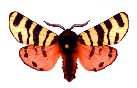 Butterfly isolated on white. Colorful orange white black tiger moth Arctia festiva hebe macro....