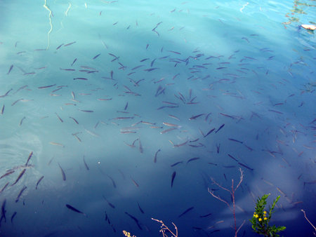 Lots of fish swimming on the surface of the blue seaの写真素材