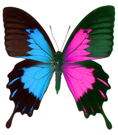 Blue purple butterfly papilio isolated on white, texture background. Papilio butterfly colorfull for print, illustration, design, art.の写真素材