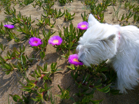 West Terrier sniffing big purple violet daisies. White fluffy dog smells flowers on the beach. Westie and Carpobrotus quadrifidusの写真素材